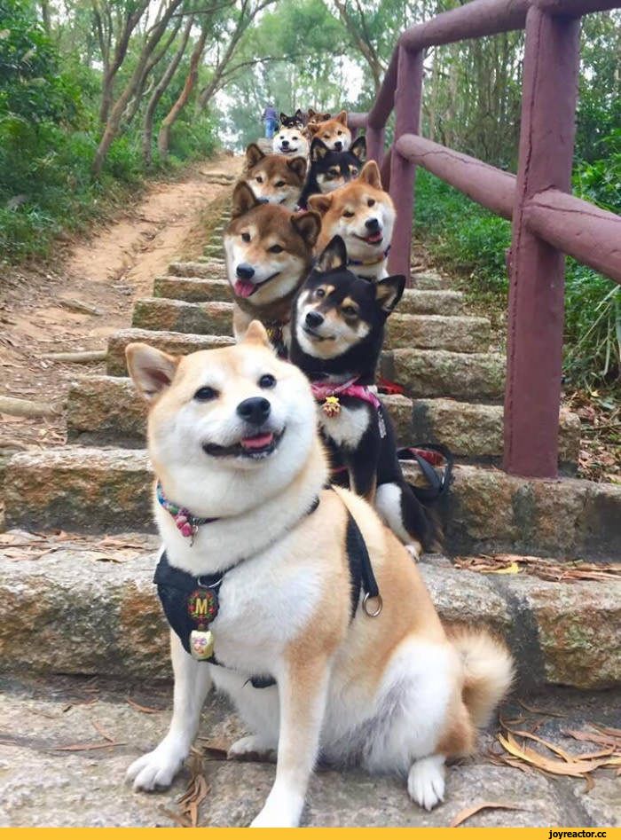 %D0%A1%D0%B8%D0%B1%D0%B0-%D0%B8%D0%BD%D1