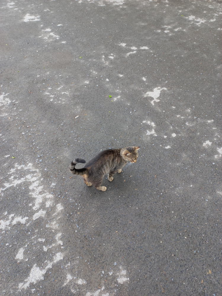 Cat-1.png