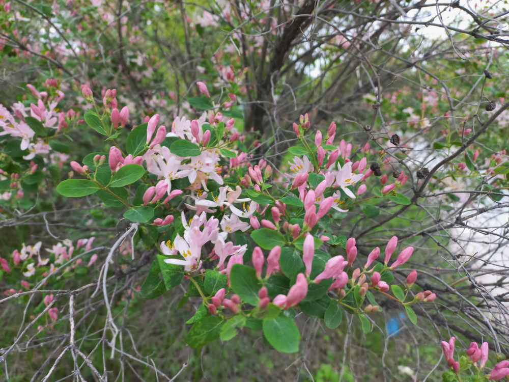 Flower-2.png