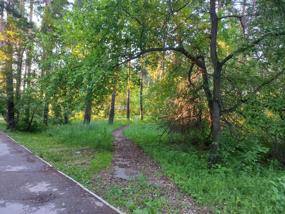 Forest-1.png