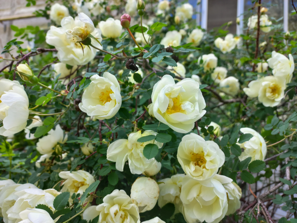 roses-2.png