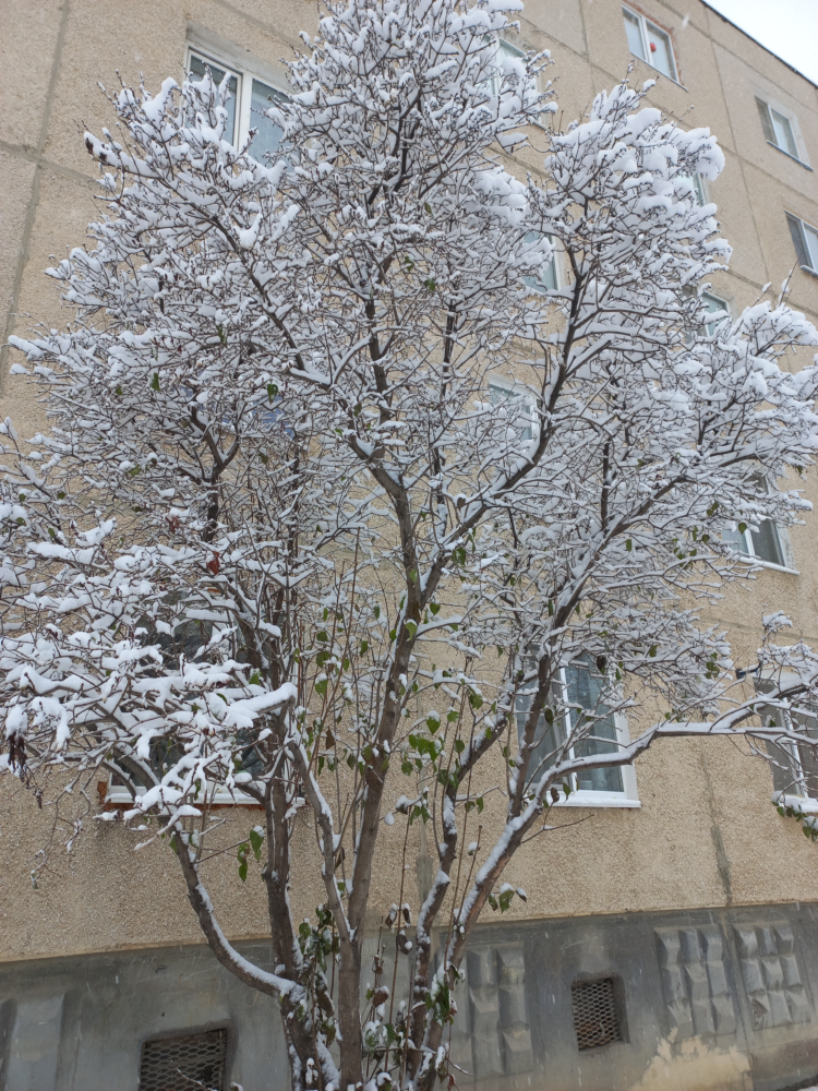 Hello-Winter-4.png