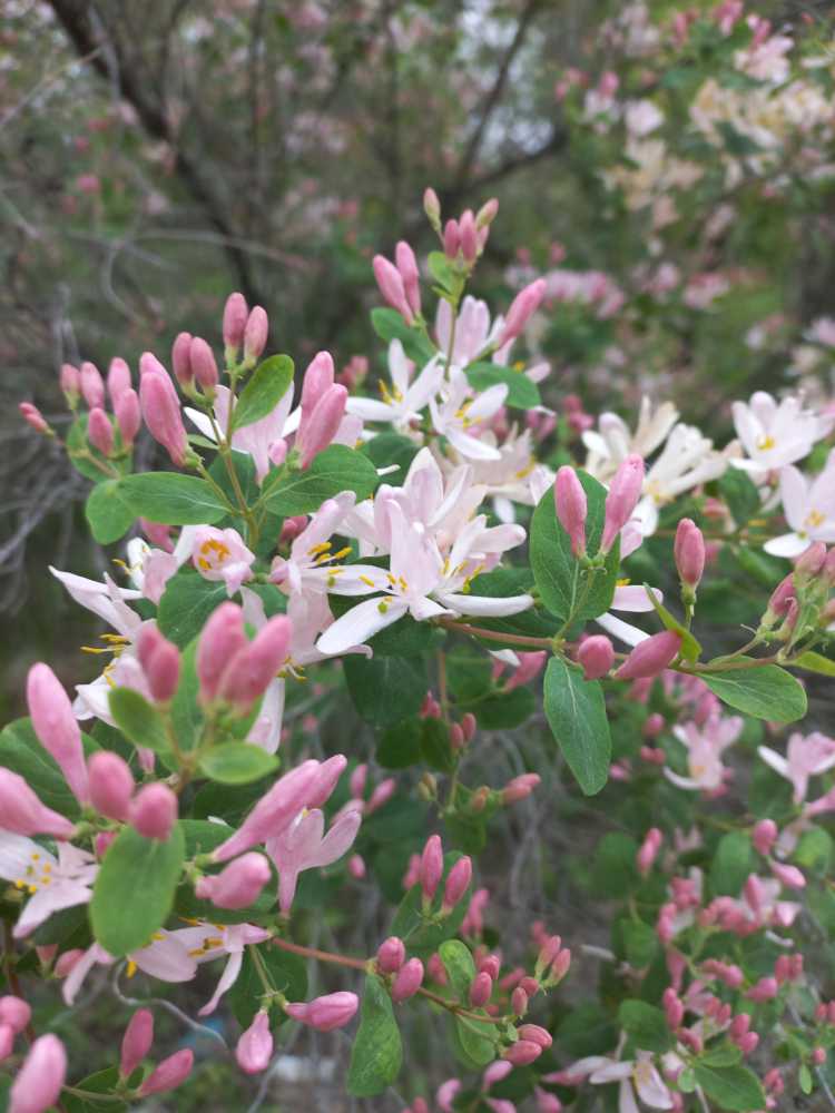 Flower-1.png