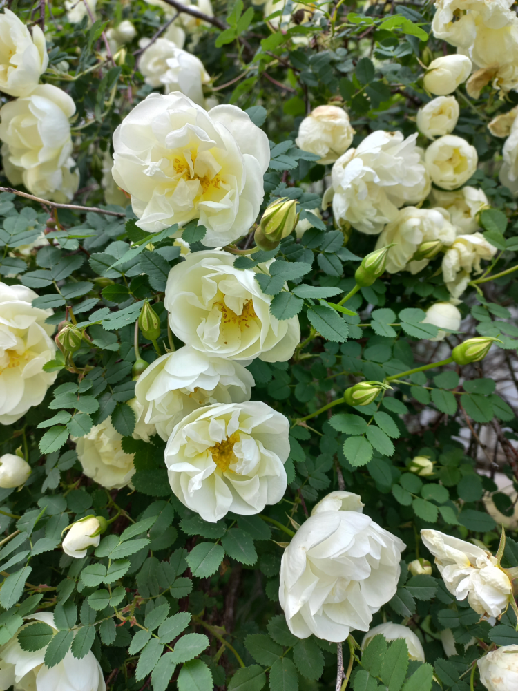roses-1.png