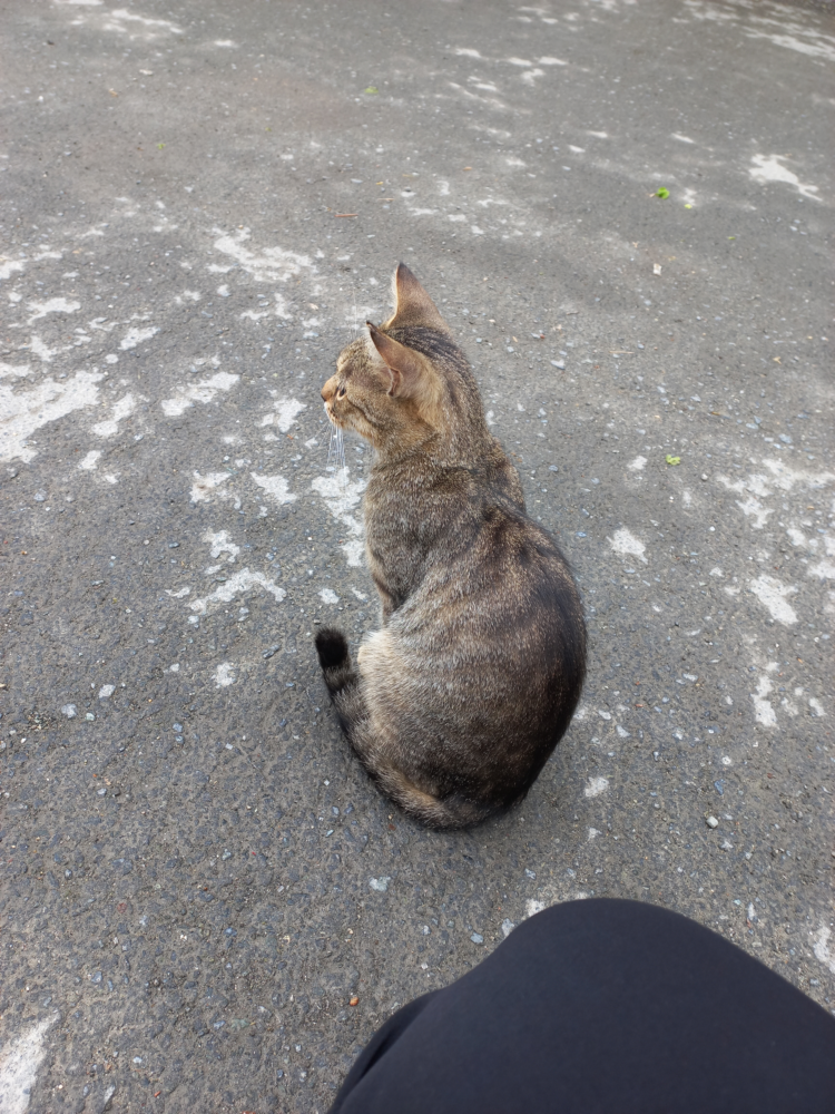 Cat-2.png