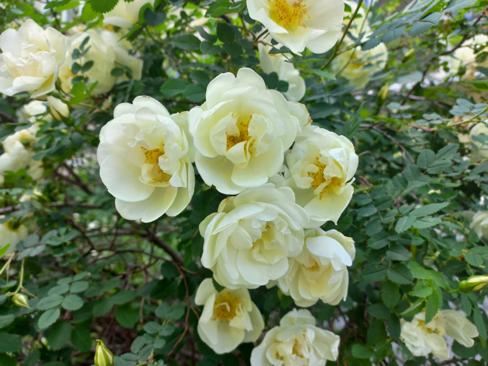 roses-3.png