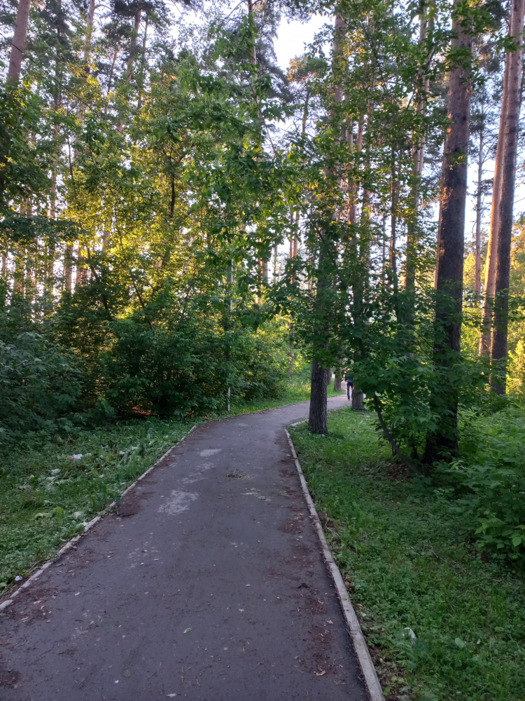 Forest-2.png