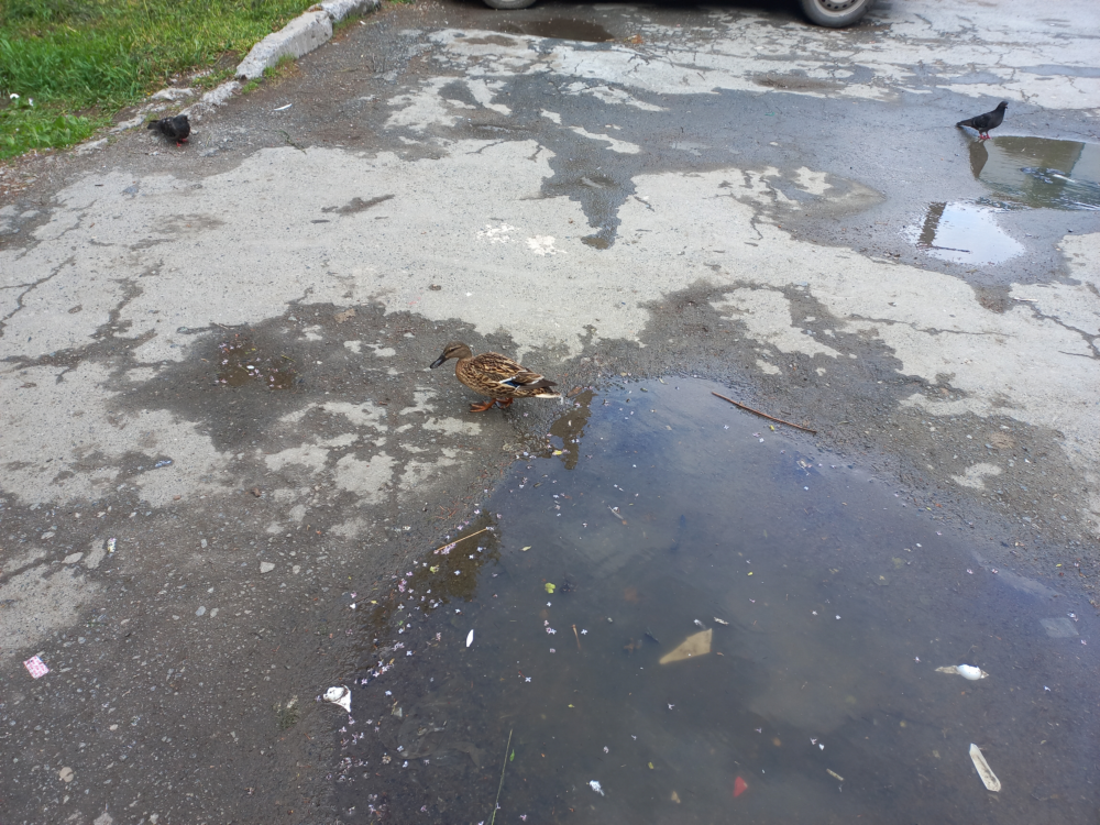 Duck.png